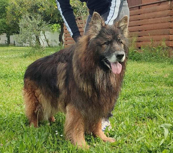 ELVIS PASTORE TEDESCO Foto 8